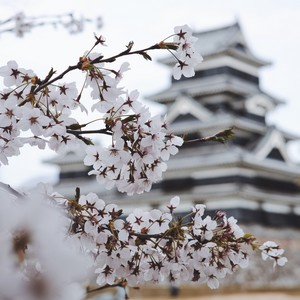 Rozkvetlé větvě sakury, za nimiž je rozostřený černobílý japonský hrad.